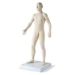 SEIRIN akupunktūras modelis